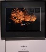 普段は真っ暗闇の峠道に、期間限定でライトアップされた大銀杏が彩を添えます。
